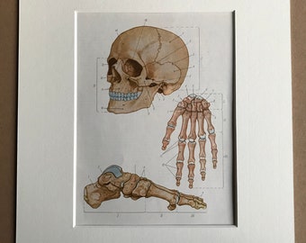 1968 Original Vintage Soviet Medical Illustration - Mounted and Matted - Anatomical Print - Medical Decor - Medicine - Available Framed