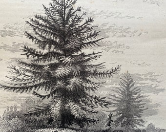 1880 The Bunya-Bunya Tree of Queensland Original Antique Print - Australia - Mounted and Matted - Available Framed