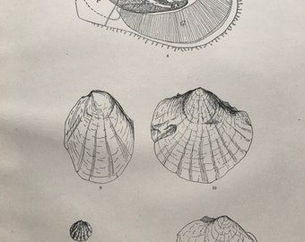 1883 Living Ostreidae - American Oyster Original Antique Print - Mounted and Matted - Fossil - Geology - Available Framed