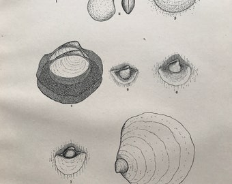 1883 Living Ostreidae - American Oyster Original Antique Print - Mounted and Matted - Fossil - Geology - Available Framed
