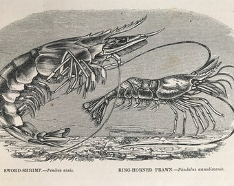 1863 Sword Shrimp & Ring-Horned Prawn Original Antique Print - Ocean Wildlife - Marine Decor - Mounted and Matted - Available Framed