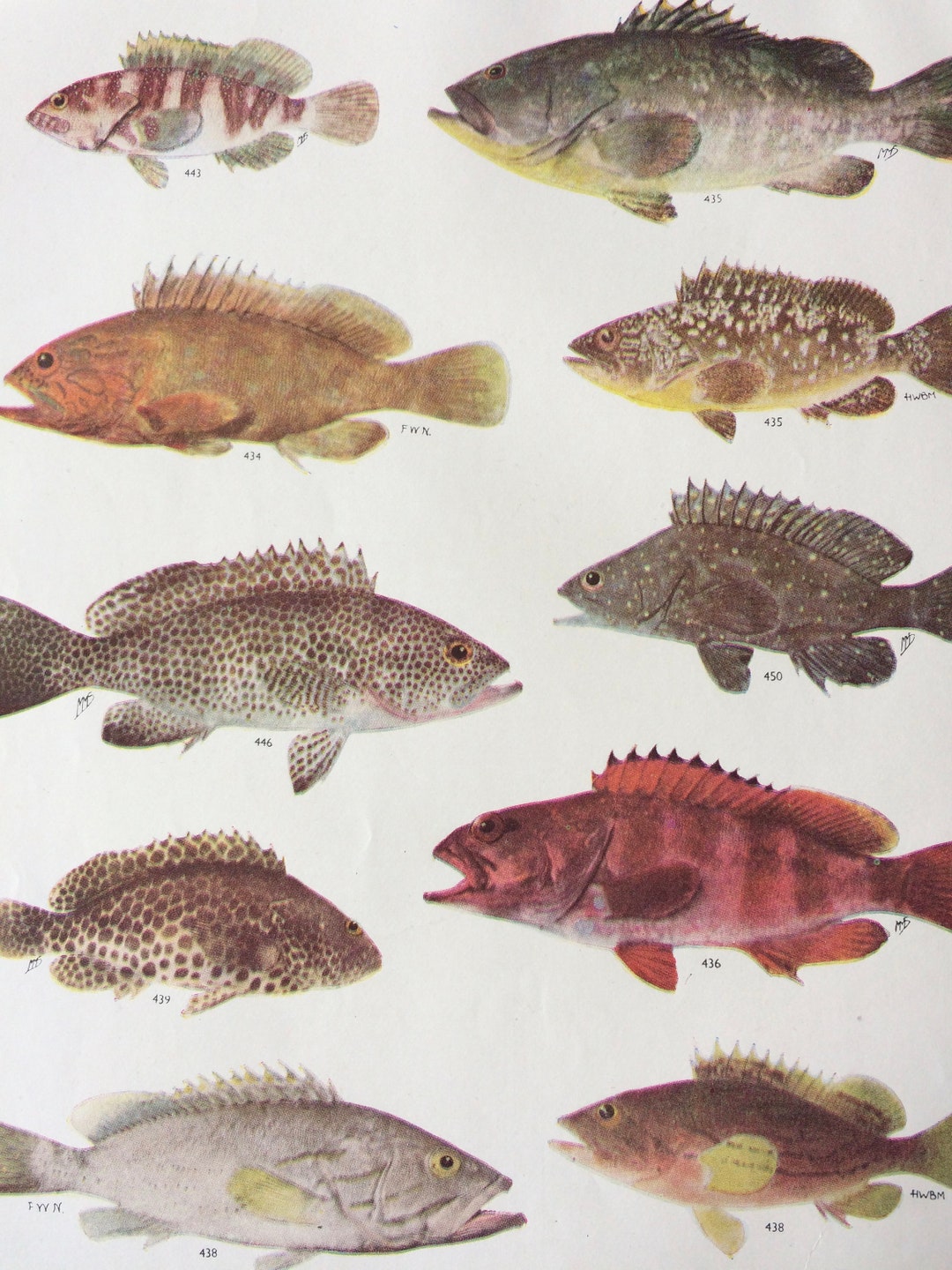1950 Original Vintage Fish Print - Mounted and Matted - Available ...