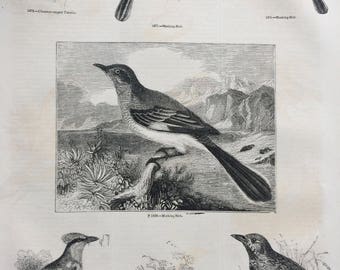 1856 Large Original Antique Bird Engraving - Chestnut-Capped Timalia, Mockingbird, Sea-Green Piroll, King Thrush - Ornithology - Wall Decor