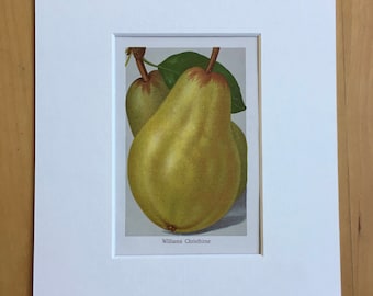 1927 Original Vintage Fruit Lithograph - Pear - Matted and Available Framed -  Botanical Decor - Kitchen Decor - Vintage Botany