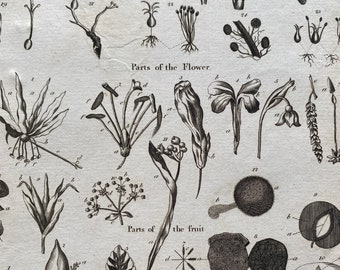 1806 Botany - Classes and Orders, Flower and Fruit Original Antique Engraving - Encyclopaedia - Mounted and Matted - Available Framed