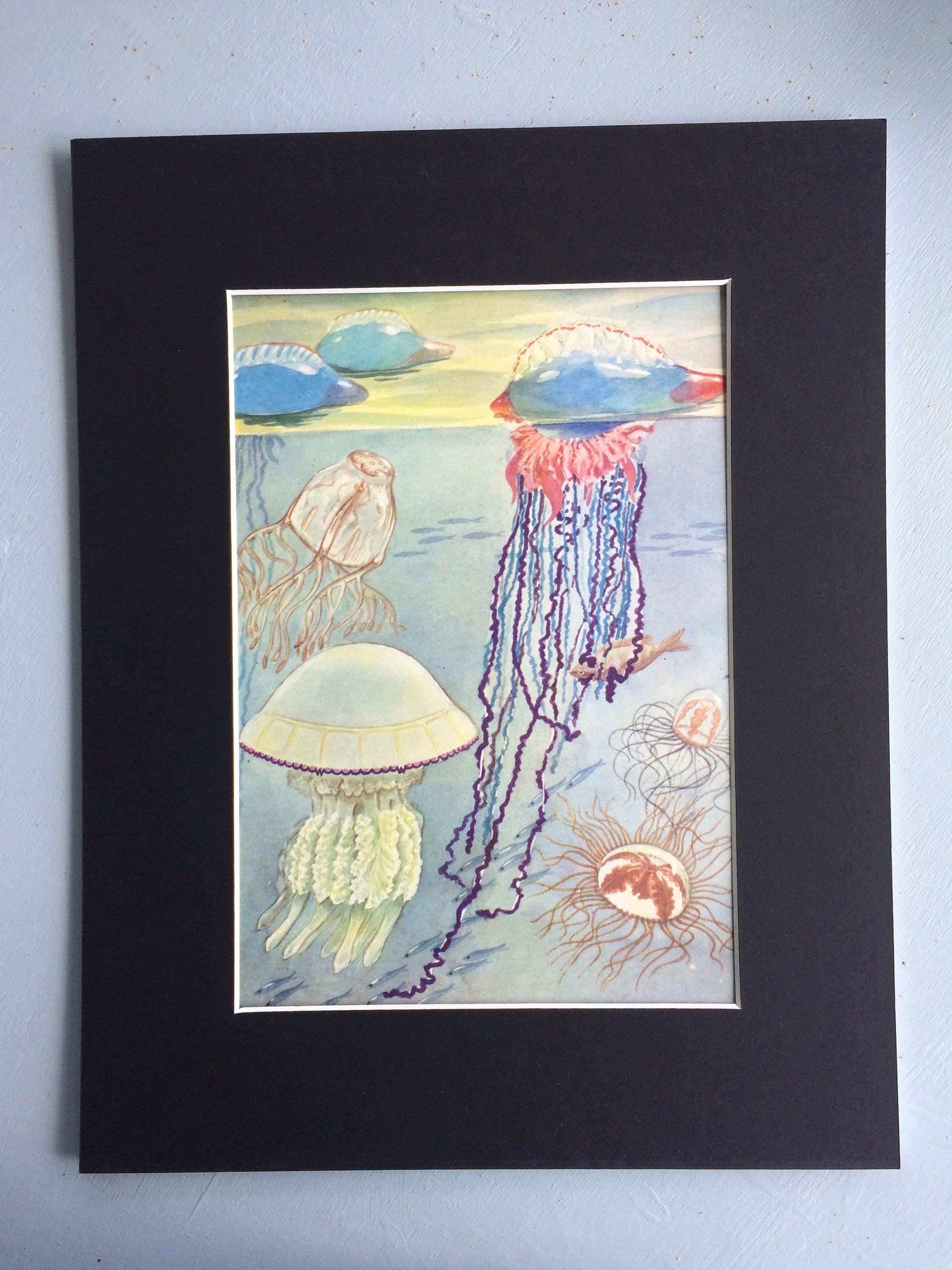 1968 Colourful Vintage Jellyfish Print Tropical Fish Available