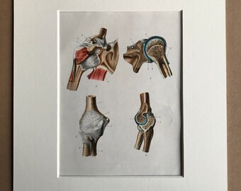 1968 Original Vintage Soviet Medical Illustration - Mounted and Matted - Anatomical Print - Medical Decor - Medicine - Available Framed