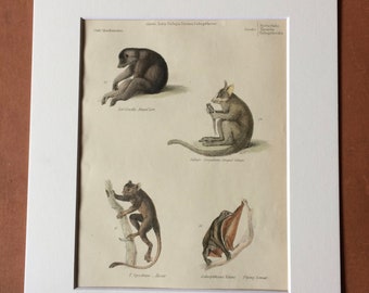 1862 Lori, Galago, Tarsier, Flying Lemur Original Antique Hand Coloured Engraving - Available Mounted, Matted and Framed - Wildlife