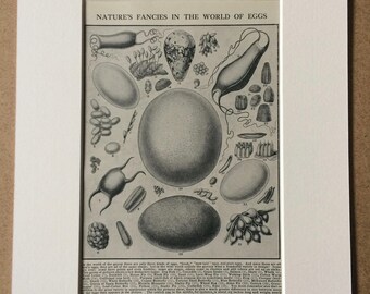 1940s Natures Fancies in the World of Eggs Original Vintage Print - Mounted and Matted - Wildlife - Science - Biology - Available Framed