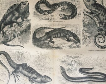 1875 Lizards Large Original Antique print - Available Mounted and Matted - Chameleon, Iguana, Reptile - Zoology - Victorian Decor