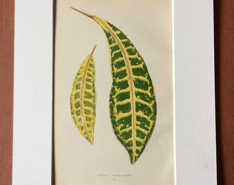 1872 Original Antique Hand Coloured Botanical Illustration - Botany - Beautiful Leaved Plant - Croton Variegatum - Available Matted & Framed
