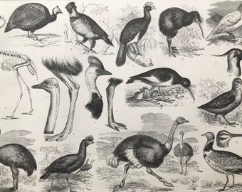 1869 Birds - Zoology Large Original Antique Illustration - Ornithology - Kiwi - Guinea Fowl - Rhea - Ostrich - Mounted and Matted