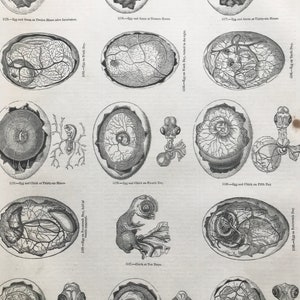 1856 Large Original Antique Bird Engraving - Egg and Chick Development - Ornithology - Wall Decor