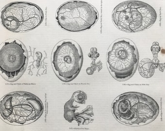 Birds & Eggs