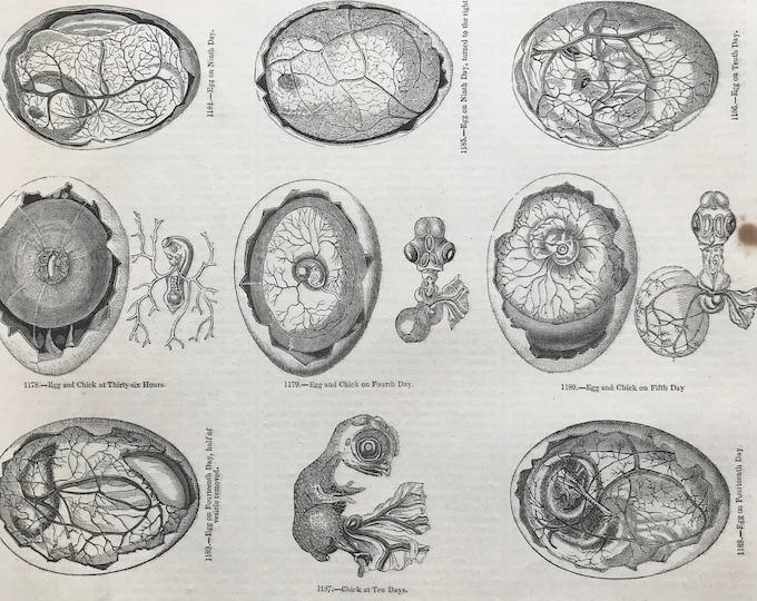 Featured listing image: 1856 Large Original Antique Bird Engraving - Egg and Chick Development - Ornithology - Wall Decor