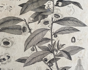 1806 Tea Tree Plant Original Antique Engraving - Botanical Decor - Botany - Encyclopaedia - Mounted and Matted - Available Framed