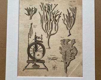 1806 Sponges and Spinning Wheel Original Antique Engraving - Encyclopaedia - Mounted and Matted - Available Framed