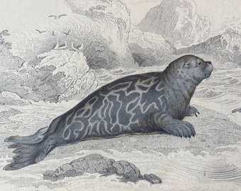 1839 Phoca Discolor or Marbled Seal Original Antique Hand-Coloured Engraving - Jardine - Marine Wildlife