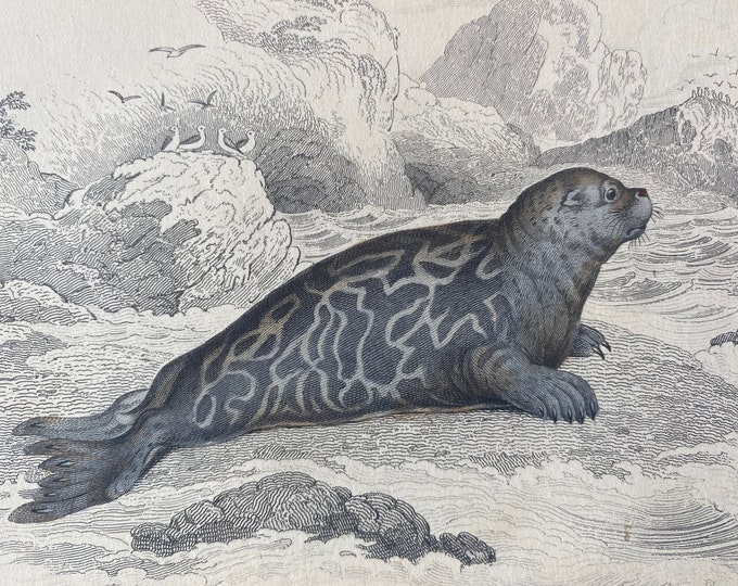 Featured listing image: 1839 Phoca Discolor or Marbled Seal Original Antique Hand-Coloured Engraving - Jardine - Marine Wildlife