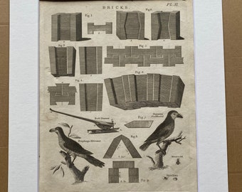 1806 Bricks, Bolt Drawer, Pied Hornbill Original Antique Engraving - Encyclopaedia - Mounted and Matted - Available Framed