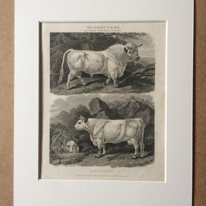 1819 Wild Ox of Scotland - The Bull, Cow and Calf Original Antique Engraving - Cattle Print - Agricultural Breeds - Farm Animal - Bos Taurus