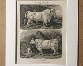 1819 Wild Ox of Scotland - The Bull, Cow and Calf Original Antique Engraving - Cattle Print - Agricultural Breeds - Farm Animal - Bos Taurus