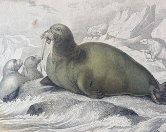 1839 The Walrus or Sea Horse Original Antique Hand-Coloured Engraving - Jardine - Marine Wildlife - Ocean Decor