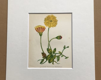 1852 Original Antique Hand-Coloured Anne Pratt Botanical Illustration - Mouse-Ear Hawkweed - Flower - Botany - Garden - Available Framed