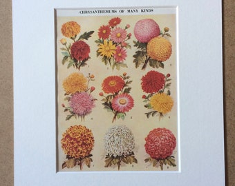 1940s Chrysanthemums of Many Kinds Original Vintage Print - Mounted and Matted - Flower - Framed Vintage Botanical Art