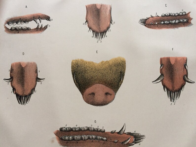 The Age of the Pig as indicated by its teeth Animal Anatomy 1880 Large Original Antique Matted Lithograph Veterinary Science