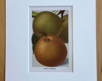 1927 Original Vintage Fruit Lithograph - Apple - Matted and Available Framed  -  Botanical Decor - Kitchen Decor - Vintage Botany