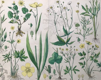 1880 Large Original Antique Botanical Lithograph - Botanical Print - Botany - Plants - Botanical Art - Wall Decor - Ranunculus