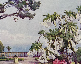 Fruit, Flowers, Plants