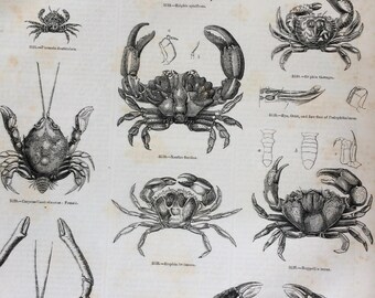 1856 Large Original Antique Engraving - Crustacean, Crab, Shellfish, Marine Wildlife - Wall Decor