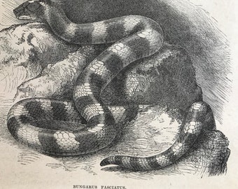 1896 Banded Krait - Bungarus Fasciatus Original Antique Print - Natural History - Reptile - Snake - Mounted and Matted - Available Framed
