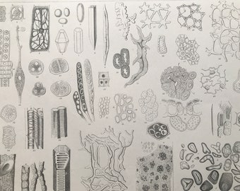 1869 Botany Large Original Antique Print - Botanical Art - Plant Cells - Gift for Botanist - Mounted and Matted