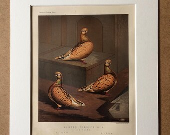 1876 Original Antique Matted Lithograph - Pigeon - Almond Tumbler Hen - Ornithology - Antique Bird Art - Available Framed