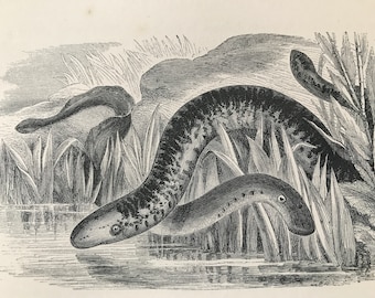1863 Lamprey and Lampern Original Antique Print - Ichthyology - Ocean Wildlife - Marine Decor - Mounted and Matted - Available Framed