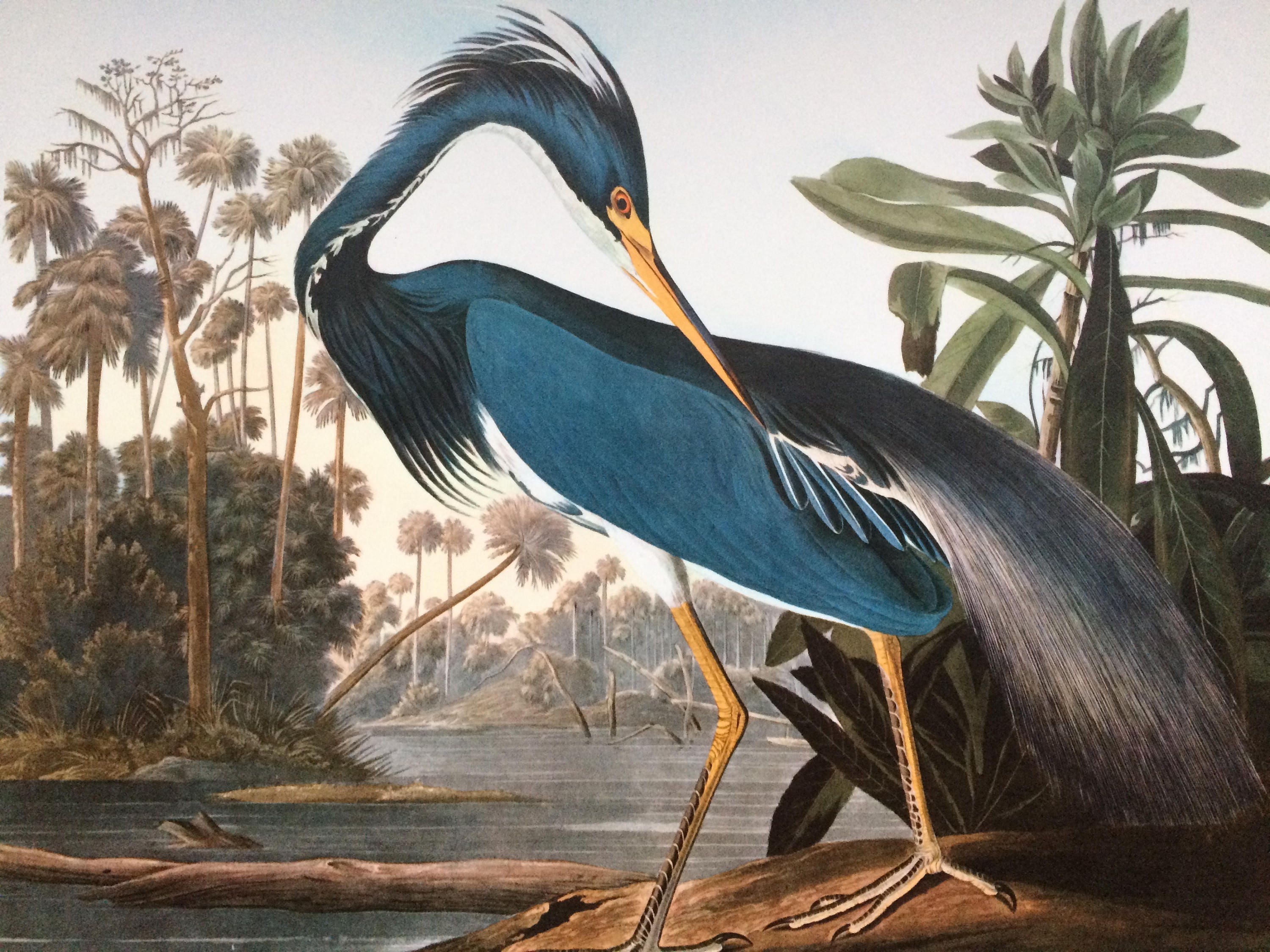 LOUISIANA HERON Large Original Vintage 1964 Audubon Print, 14 x 17