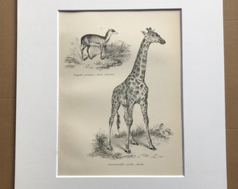 1891 Javan Chevrotain and Giraffe Original Antique Print - Wildlife Decor - Animal Art - Available Mounted, Matted and Framed