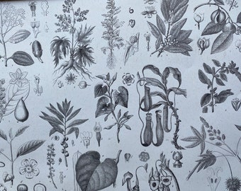 1869 Botany Large Original Antique Illustration - Pitcher Plant, Goosefoot, Cinnamon Tree, Avocado - Botanical Art - Mounted and Matted