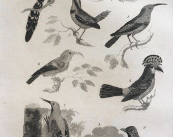 1822 Original Antique Matted Bird Engraving - Shrike, Promerops, Crow, Creeper, Tody, Thrush - Ornithology - Framed Decor