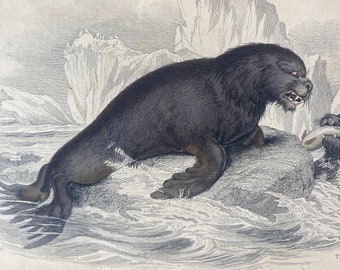 1839 The Sea Lion of Pernetty Original Antique Hand-Coloured Engraving - Seal - Jardine - Marine Wildlife