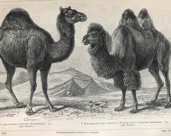 1897 Camels Original Antique Print - Mounted and Matted - Dromedary and Bactrian Camel - Wildlife - Animal Art - Available Framed