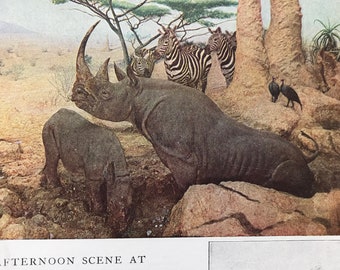 1940s Afternoon Scene at an African Water-Hole Original Vintage Print - Wildlife - Natural History - Mounted and Matted - Available Framed
