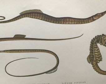 1877 Snake Pipefish, Worm Pipefish, Straight-Nosed Pipefish, Hippocampus Original Antique Print - Mounted and Matted - Available Framed
