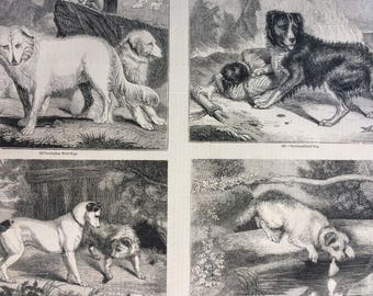 1856 Large Original Antique Engraving - Italian Wolf Dogs, Newfoundland Dog, England and Scotch Terriers, Scotch Terrier - Dogs - Canine