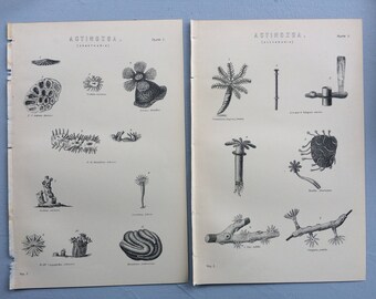 1891 Actinozoa Set of 2 Prints Original Antique Encyclopaedia Illustrations - Zoantharia & Aleyonaria - wall decor - home decor