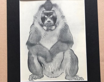 1937 Male Drill Monkey Original Vintage Print - Mounted and Matted - Available Framed - Monkey - Primate - Natural History