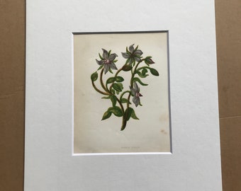 1852 Original Antique Hand-Coloured Anne Pratt Botanical Illustration - Common Borage - Botany - Garden - Available Framed